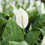 Como Cultivar Lírio da Paz em Espaços Internos