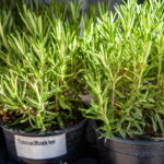 Aprenda a cultivar plantas que expulsam as formigas do seu jardim