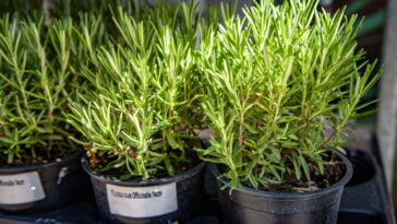 Aprenda a cultivar plantas que expulsam as formigas do seu jardim