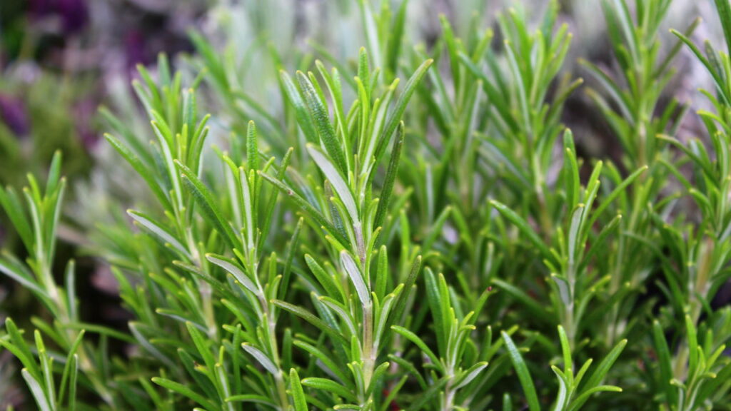 Essa planta aromática pode durar anos com um simples cuidado semanal