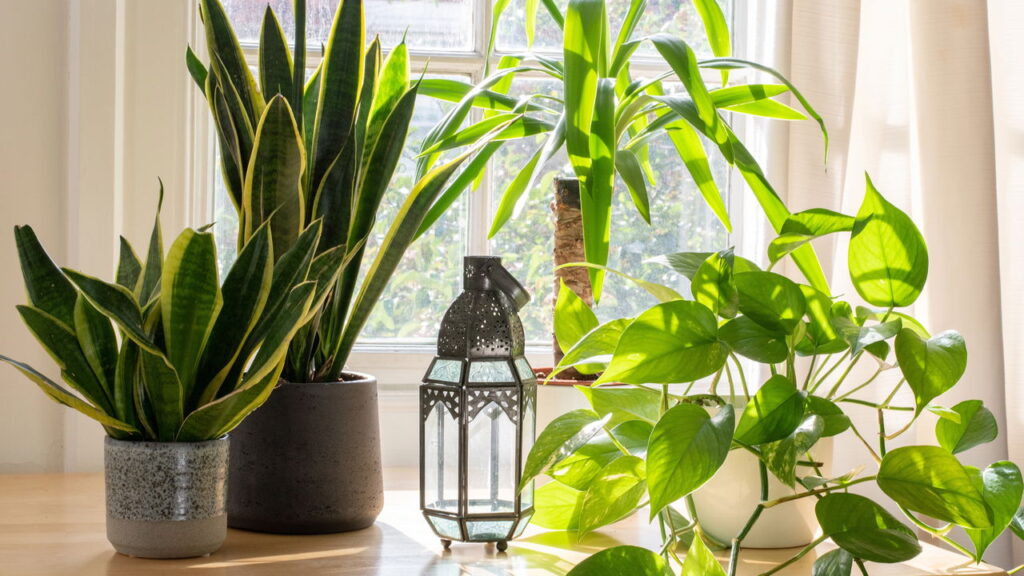 A planta mais poderosa contra toxinas no ar está ao seu alcance, conheça agora