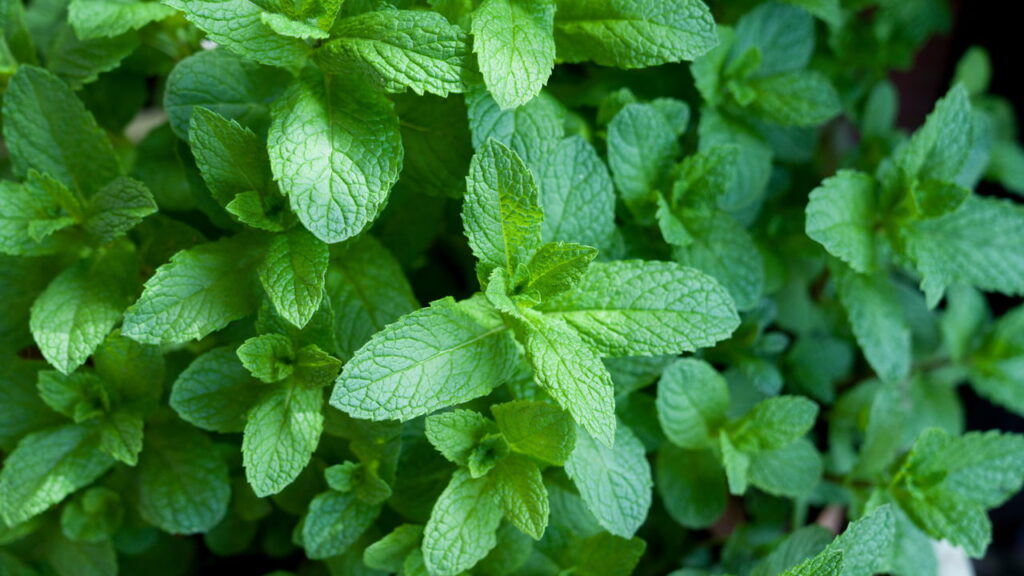 O que acontece quando você planta hortelã em casa
