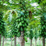 Como Ter um Pé de Mamão em Casa Produzindo em Poucos Meses Créditos: depositphotos.com / somsak
