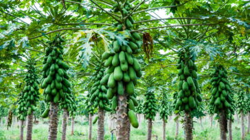 Como Ter um Pé de Mamão em Casa Produzindo em Poucos Meses Créditos: depositphotos.com / somsak