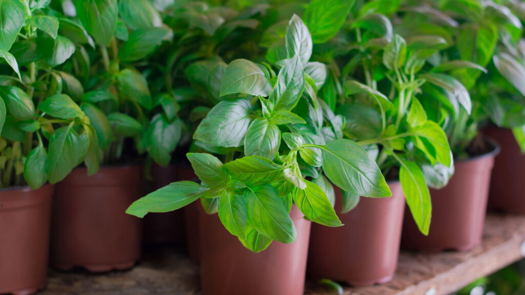 O melhor jeito de plantar manjericão em casa com facilidade