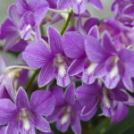 Orquídeas e Cascas de Banana Um Casamento Perfeito Créditos: depositphotos.com / joanvadell