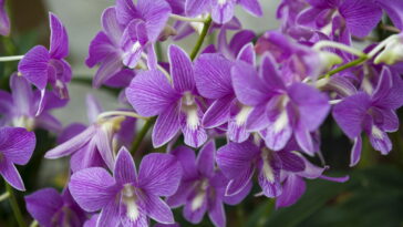 Orquídeas e Cascas de Banana Um Casamento Perfeito Créditos: depositphotos.com / joanvadell