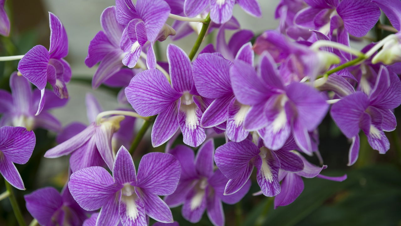 Orquídeas e Cascas de Banana Um Casamento Perfeito Créditos: depositphotos.com / joanvadell