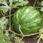Aprenda a plantar Melancia em casa do jeito certo