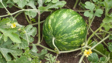 Aprenda a plantar Melancia em casa do jeito certo