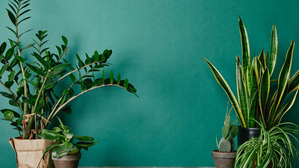 Essa planta sobrevive também no banheiro e ainda purifica o ar
