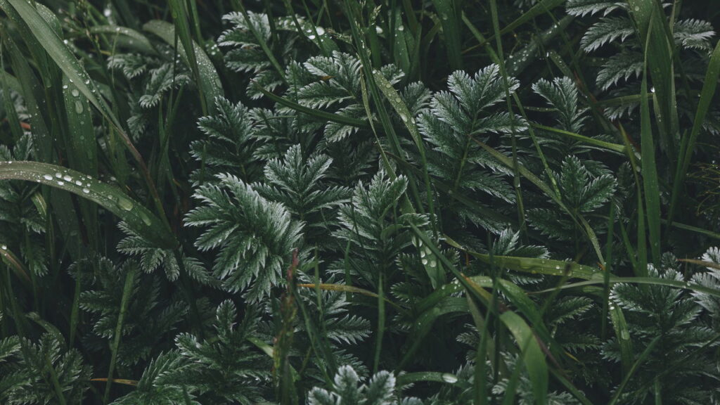 Essa planta sobrevive também no banheiro e ainda purifica o ar