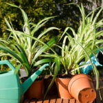 A planta mais poderosa contra toxinas no ar está ao seu alcance, conheça agora