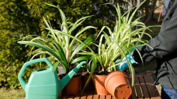 A planta mais poderosa contra toxinas no ar está ao seu alcance, conheça agora