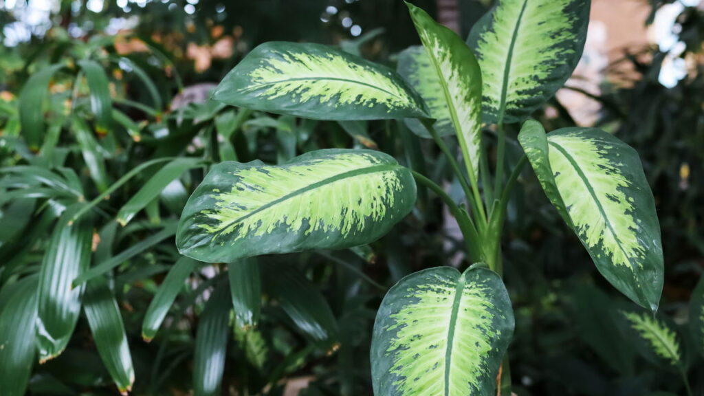 Essa planta virou queridinha nas casas mas esconde um risco silencioso