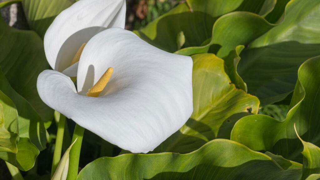 Essa flor encantadora está invadindo os lares brasileiros