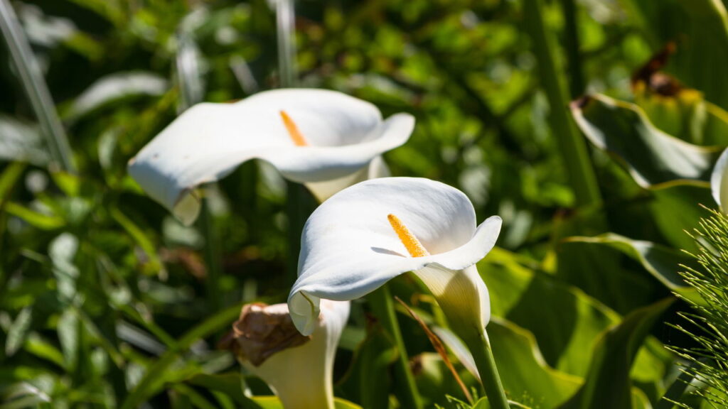 Essa flor encantadora está invadindo os lares brasileiros