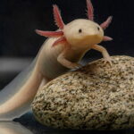 Esse bichinho de crochê está conquistando artesãs no Brasil inteiro