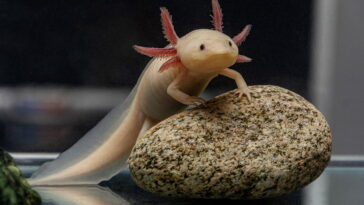 Esse bichinho de crochê está conquistando artesãs no Brasil inteiro