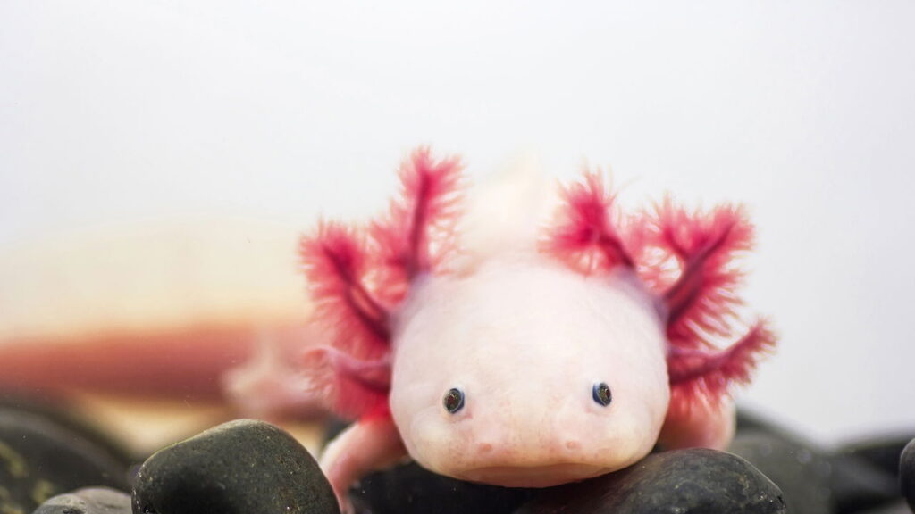 Esse bichinho de crochê está conquistando artesãs no Brasil inteiro