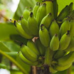 Cultivar bananeira é mais fácil do que parece e traz resultados deliciosos