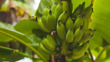 Cultivar bananeira é mais fácil do que parece e traz resultados deliciosos