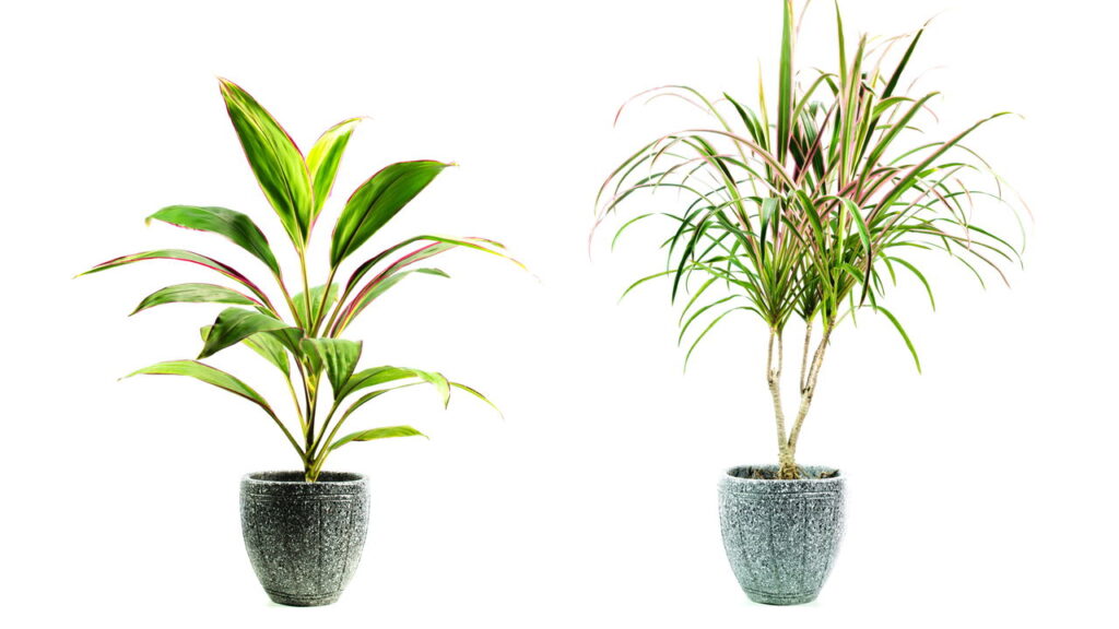 As plantas que estão deixando salas e varandas mais vivas e relaxantes