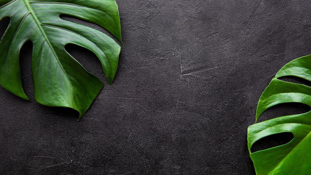 As plantas que estão deixando salas e varandas mais vivas e relaxantes