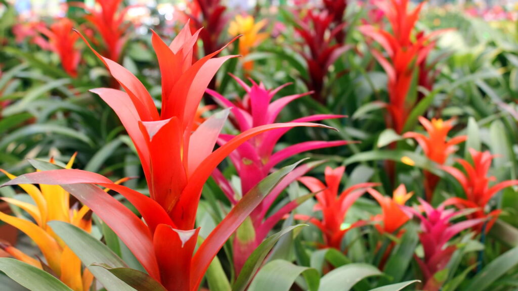 As melhores flores para decorar ambientes internos com elegância