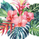 As melhores flores para decorar ambientes internos com elegância
