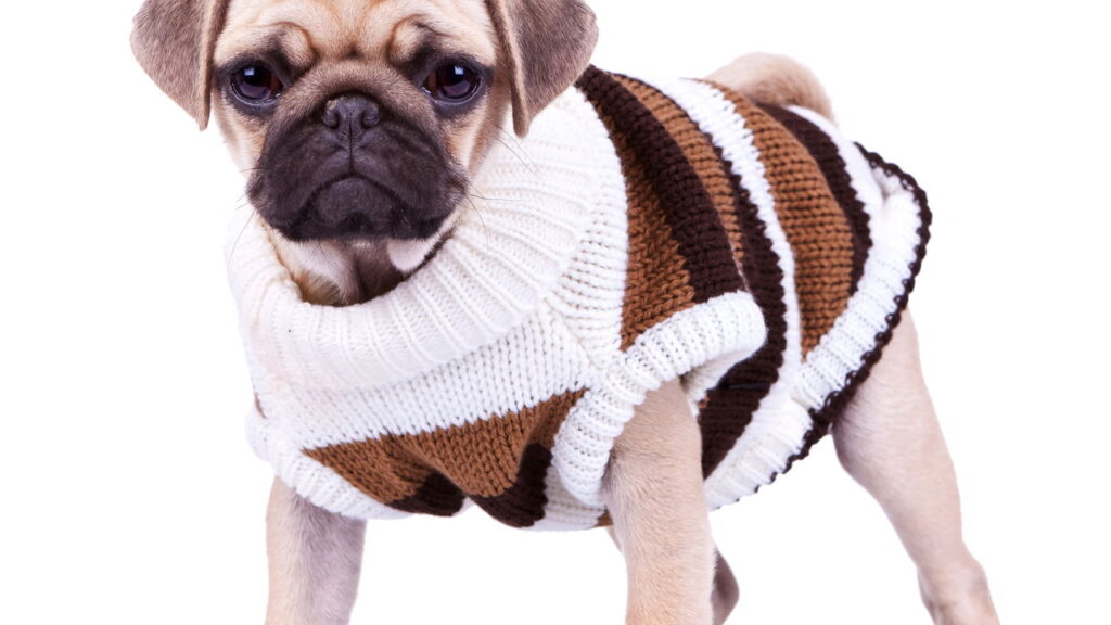 O que seu cachorro realmente precisa no frio e quase ninguém faz