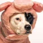 O que seu cachorro realmente precisa no frio e quase ninguém faz