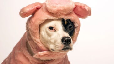 O que seu cachorro realmente precisa no frio e quase ninguém faz