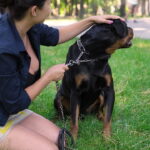 Por que os cachorros latem para algumas pessoas e para outras não