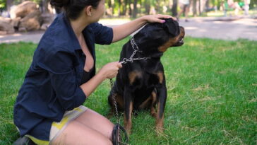 Por que os cachorros latem para algumas pessoas e para outras não