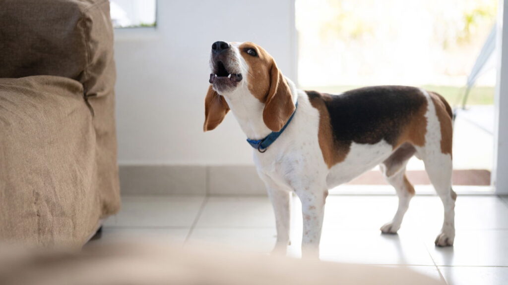 Por que os cachorros latem para algumas pessoas e para outras não