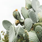 O melhor guia para cuidar de cactos em casa com sucesso