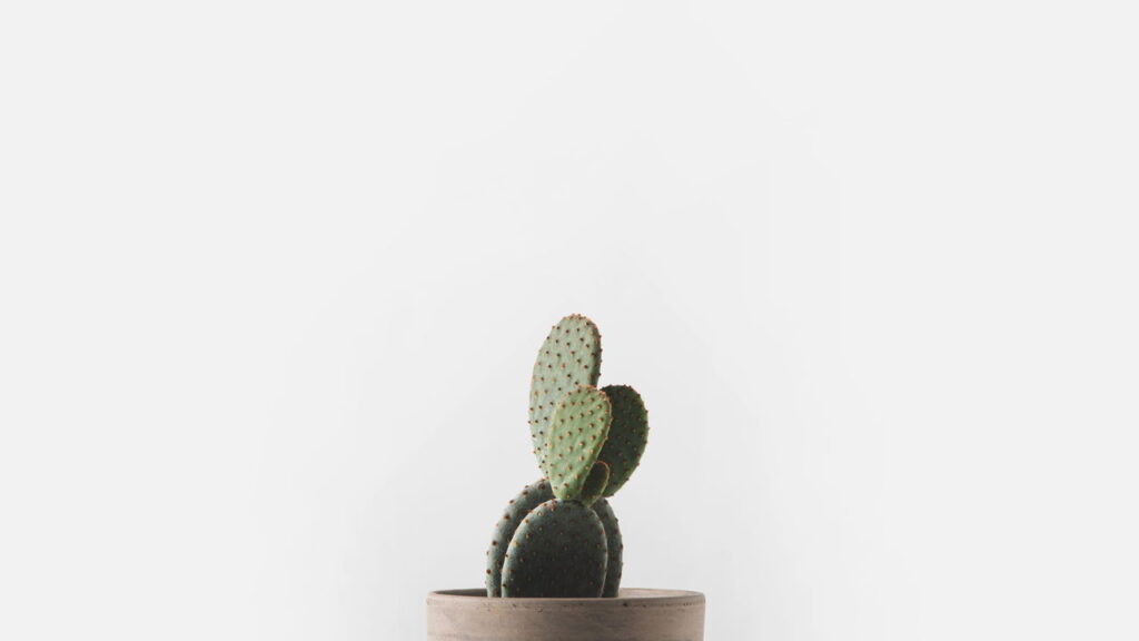 O melhor guia para cuidar de cactos em casa com sucesso