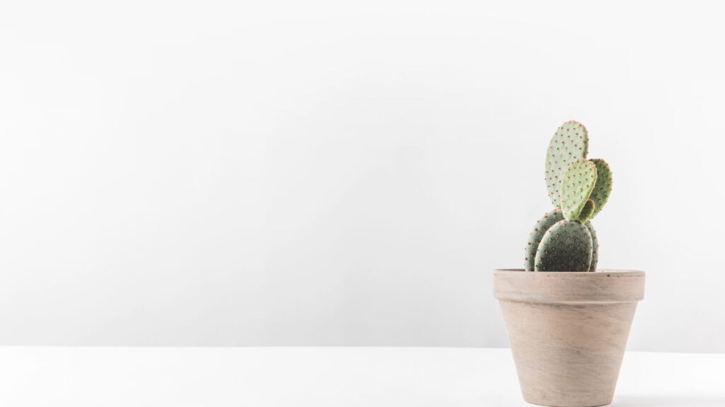 O melhor guia para cuidar de cactos em casa com sucesso