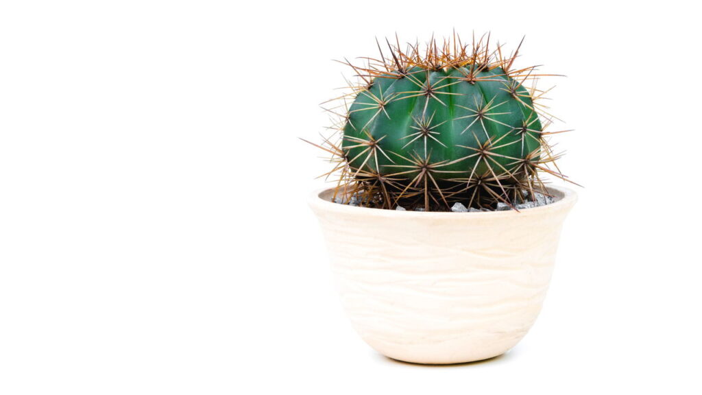 Essa peça pequena e charmosa virou febre entre as crocheteiras