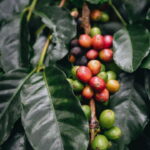 O melhor guia para plantar café em casa com sucesso