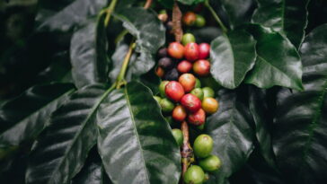 O melhor guia para plantar café em casa com sucesso