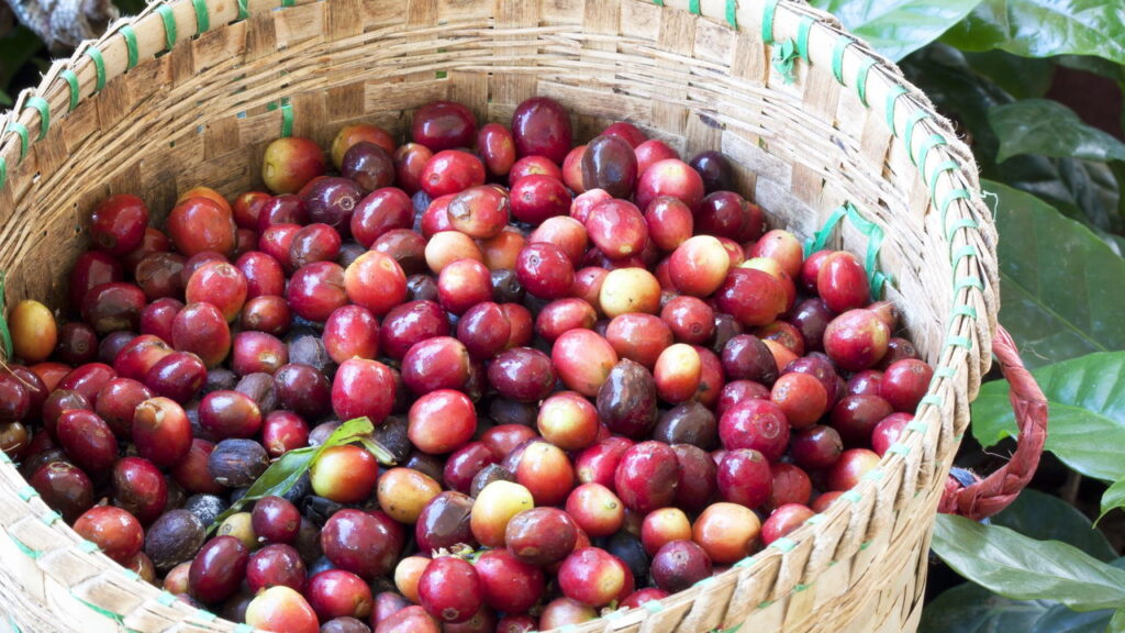 O melhor guia para plantar café em casa com sucesso