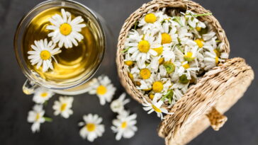 O segredo natural mais usado por quem quer dormir bem sem medicamentos