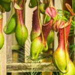 As plantas mais fascinantes para cultivar em casa