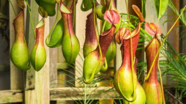 As plantas mais fascinantes para cultivar em casa