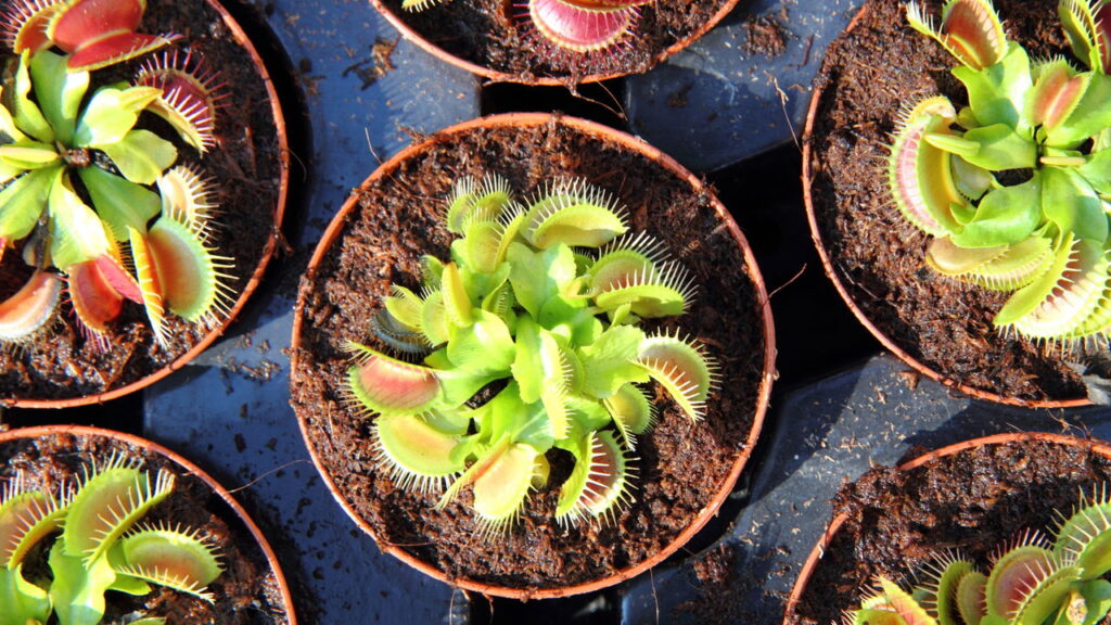 As plantas mais fascinantes para cultivar em casa