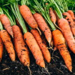 O guia mais completo para cultivar cenoura mesmo em pequenos espaços
