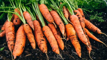 O guia mais completo para cultivar cenoura mesmo em pequenos espaços