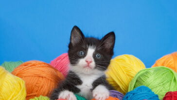 Se você ama gatos e crochê prepare-se para se apaixonar por essa ideia